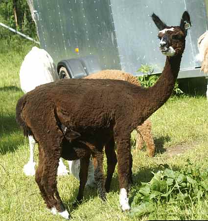 30 mit cria-2009-cria sold.jpg